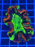 Rainbow Splatter Symphyllia Brain Coral premium multicolor LPS coral for saltwater reef aquarium