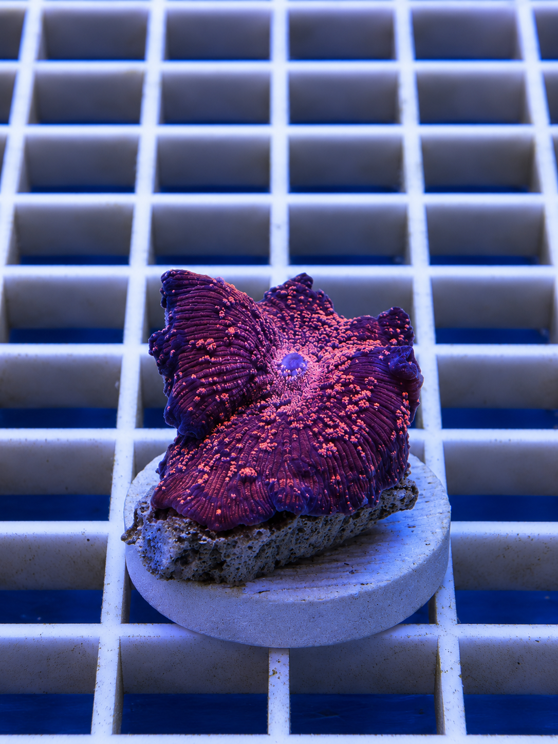 Red Interstellar Mushroom coral with deep red coloration