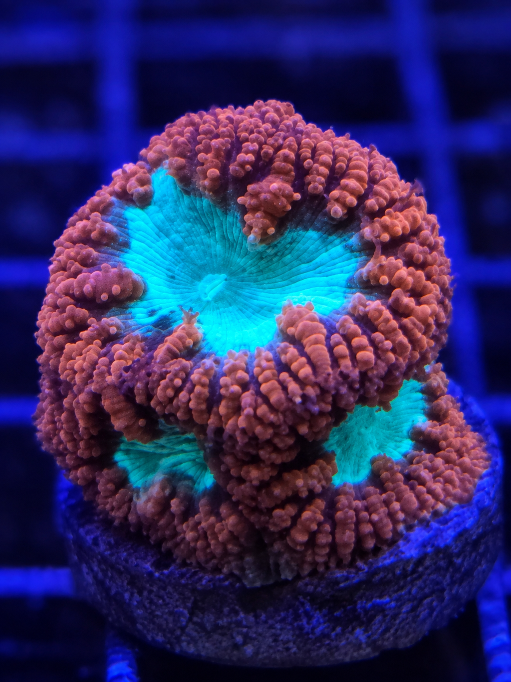 Red Blastomussa wellsi Blasto LPS coral with large red fleshy polyps for saltwater reef aquarium