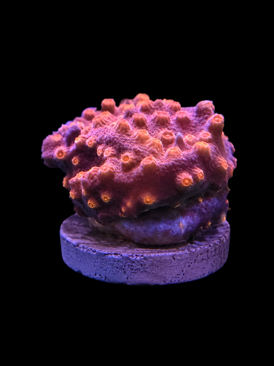 Red Brick Cyphastrea Coral Cyphastrea sp.