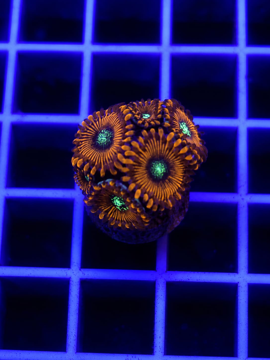 Red People Eater Zoanthid Frag WYSIWYG Zoanthus sp.