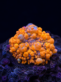 Rhodactis Bounce mushroom coral morph with textured bumpy surface