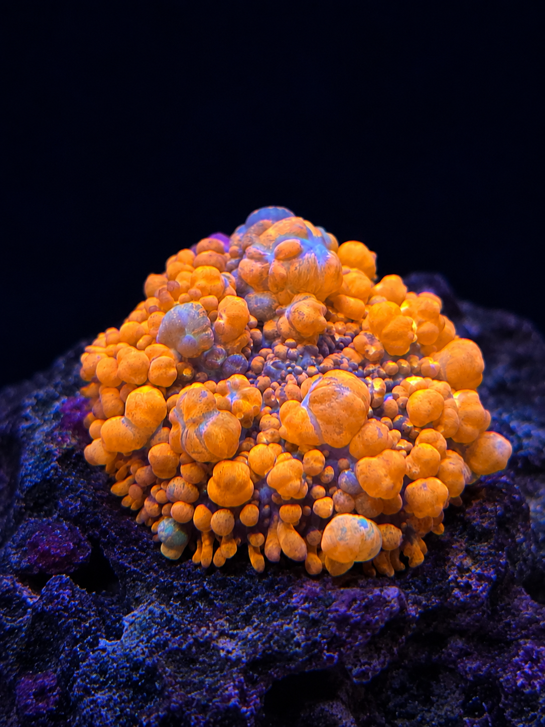 Rhodactis Bounce mushroom coral morph with textured bumpy surface