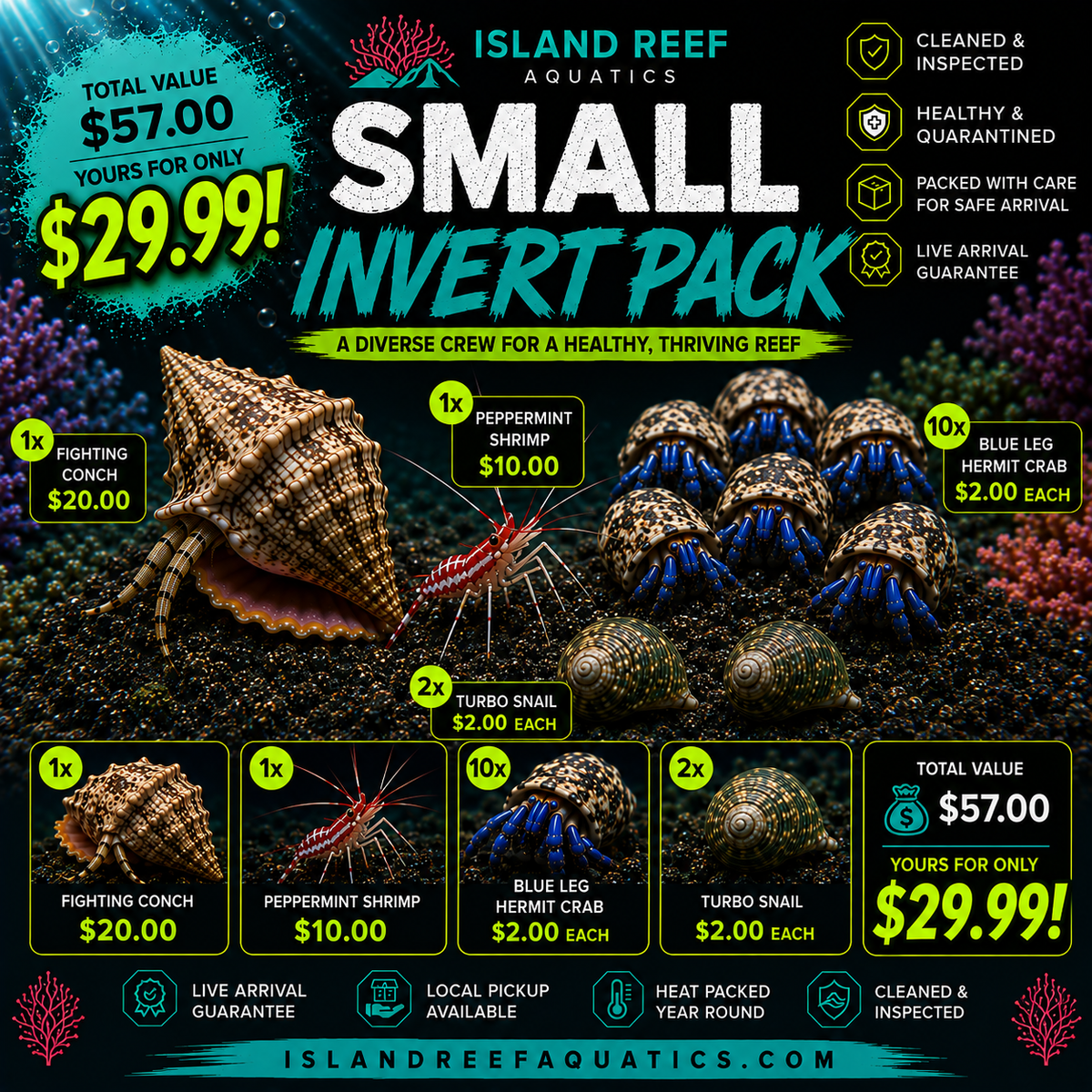 Small saltwater reef aquarium clean up crew with Turbo Snails Blue Leg Hermit Crabs Fighting Conch and Peppermint Shrimp