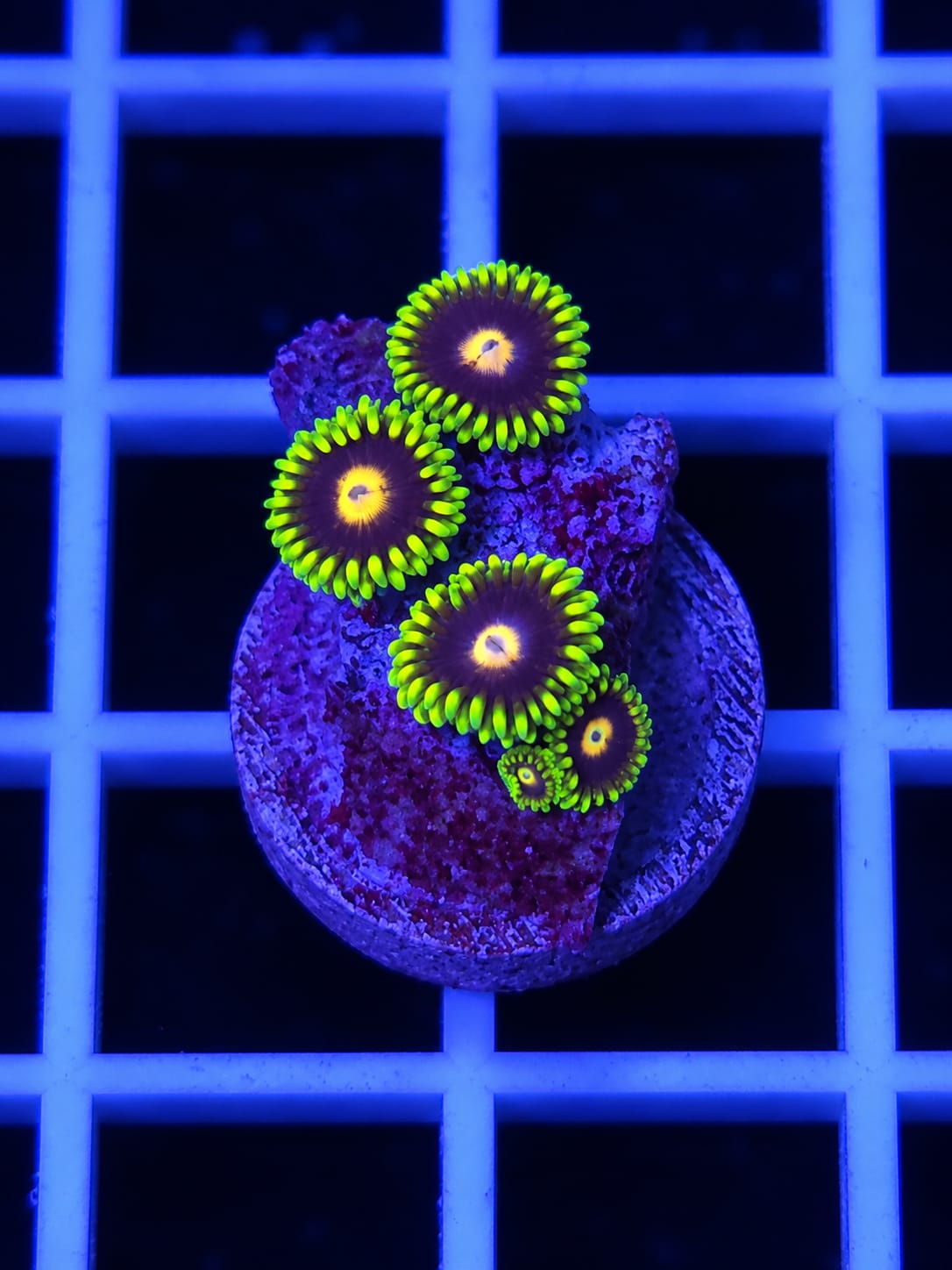 Solar Eclipse Zoanthid Coral Zoanthus sp.