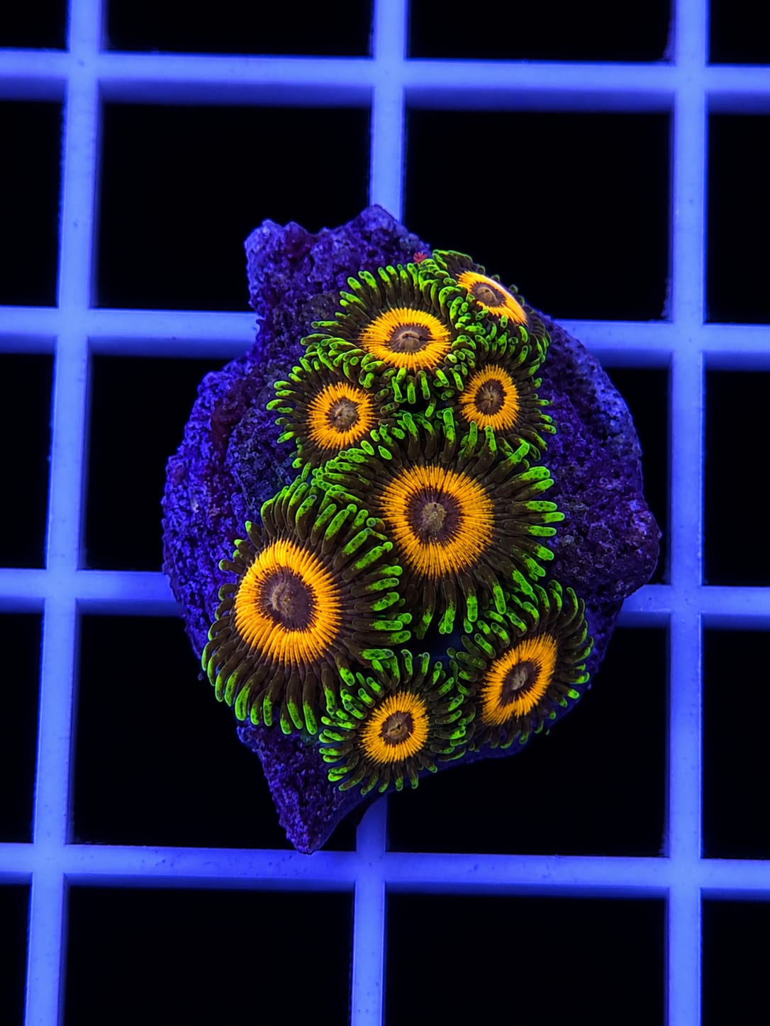 Solar Flare Zoanthid Coral Zoanthus sp.