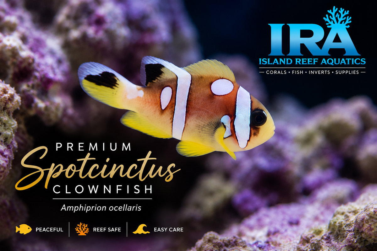 Spotcinctus Clownfish Amphiprion bicinctus designer Red Sea clownfish for saltwater reef aquarium