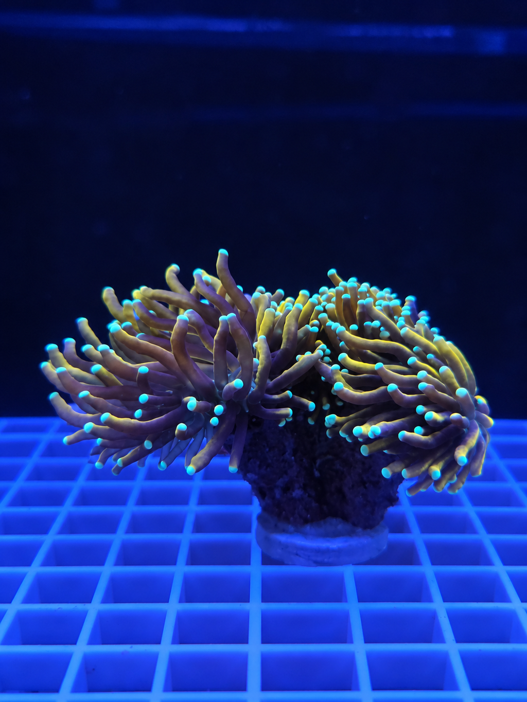 Sun Goddess Torch Coral Euphyllia glabrescens premium gold LPS coral for saltwater reef aquarium