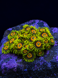 Super Sunflower Zoanthid mini-colony with bright yellow polyps