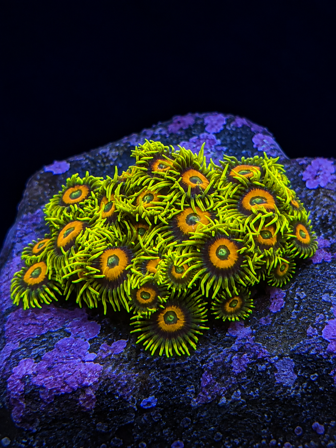 Super Sunflower Zoanthid mini-colony with bright yellow polyps
