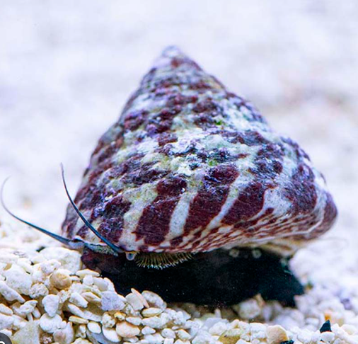 Turbo Snail reef safe algae eating marine snail for saltwater aquarium clean up crew