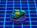 Ultra Rainbow Cyphastrea coral with bright multicolor polyps in a reef tank