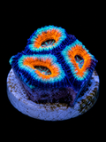 Ultra Rainbow Micromussa Acan Lord coral with vivid multicolored eyes