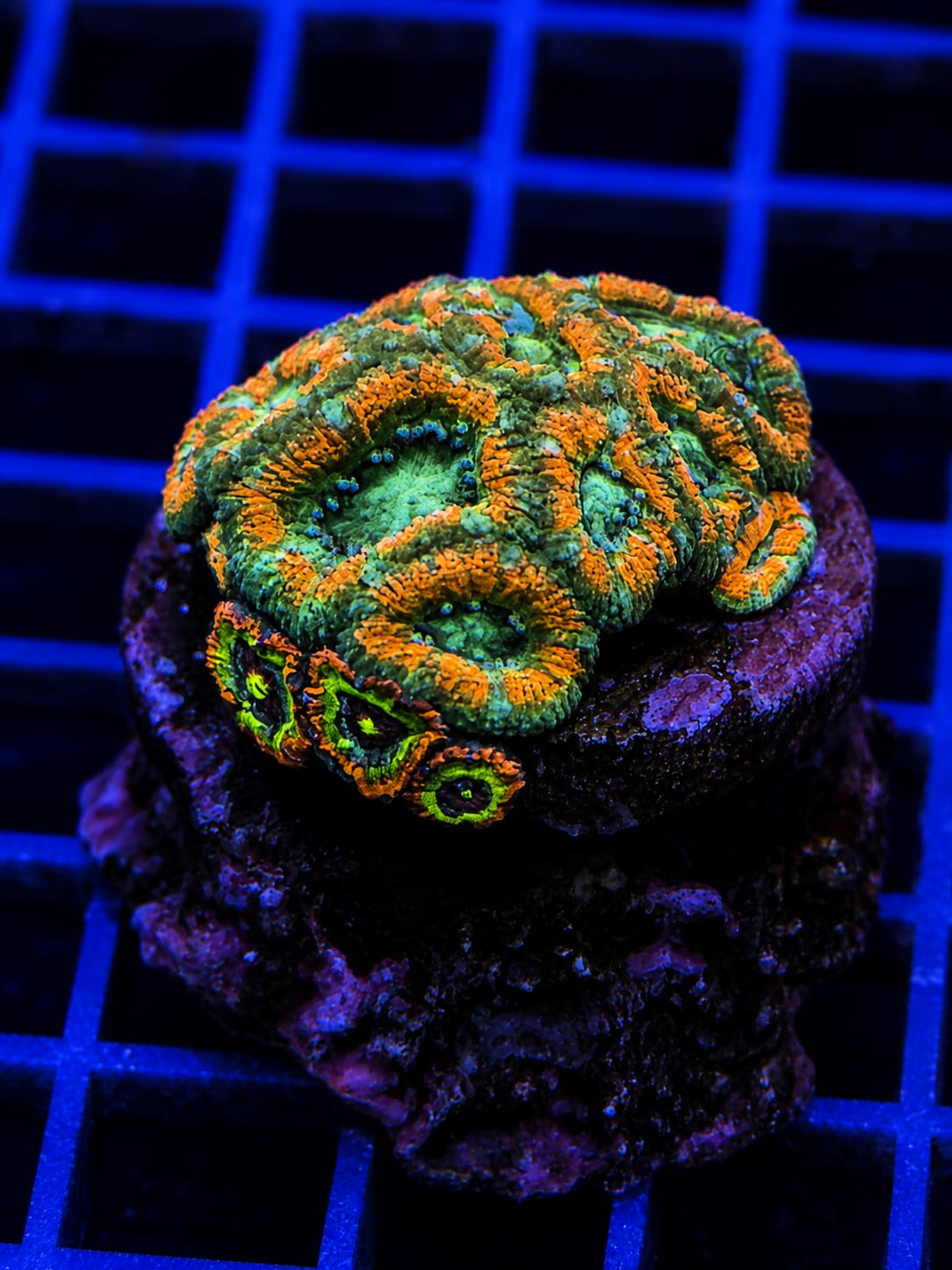 Ultra Micromussa Acan Lord and Holy Grail Colony Micromussa lordhowensis