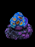 Ultra Orange and Blue Micromussa Acan Lord Coral Micromussa lordhowensis