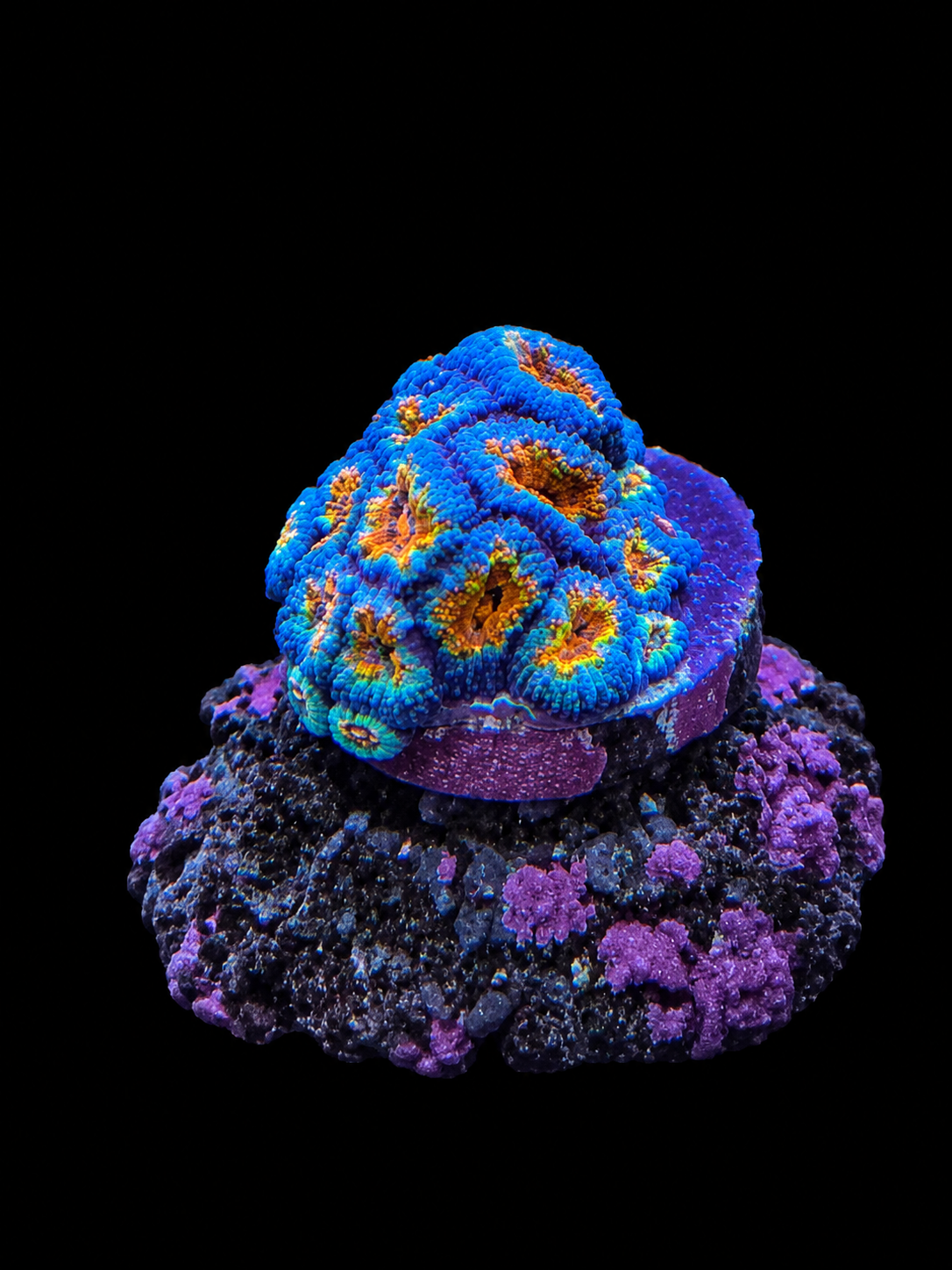 Ultra Orange and Blue Micromussa Acan Lord Coral Micromussa lordhowensis