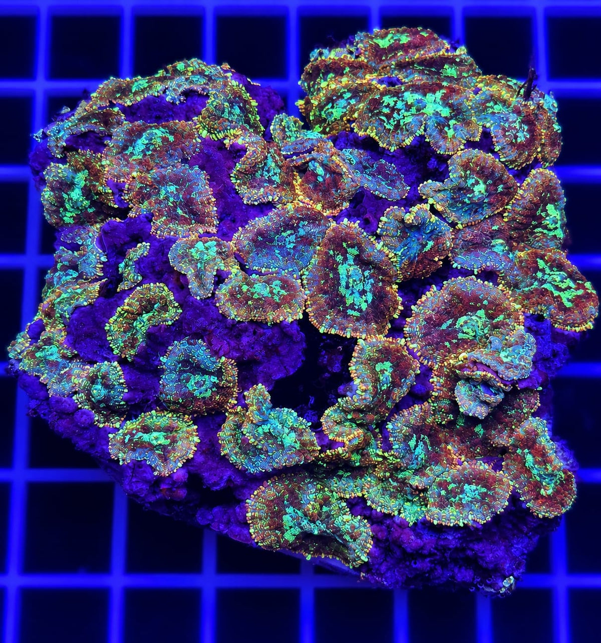 Ultra Rainbow Rhodactis Mushroom Coral Rhodactis sp.
