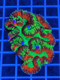 Ultra Rainbow Welso Coral 4 to 5 inch Trachyphyllia LPS coral for saltwater reef aquarium