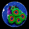 Wammin Watermelon Zoanthid Frag WYSIWYG Zoanthus sp.