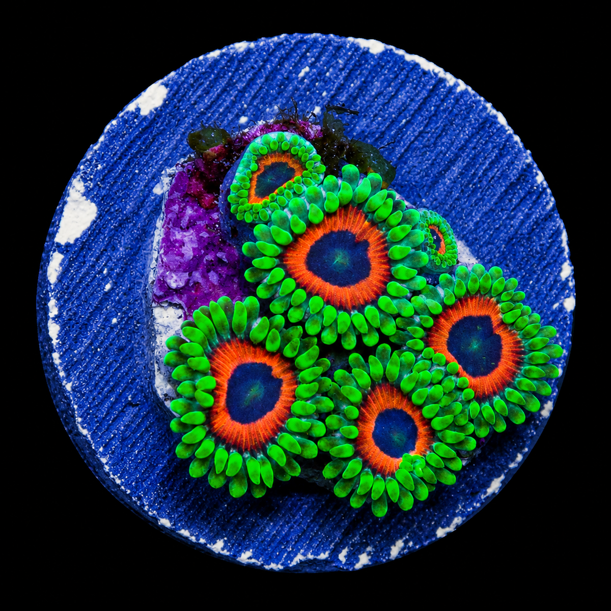 Wammin Watermelon Zoanthid Frag WYSIWYG Zoanthus sp.