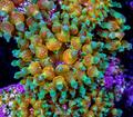 Warp Drive Bubble Tip Anemone