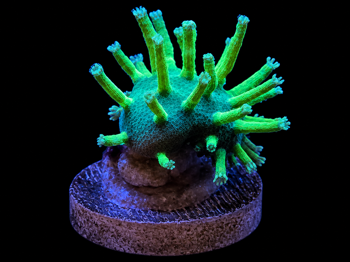 Weeping Willow Toadstool coral with long flowing polyps in a reef tank