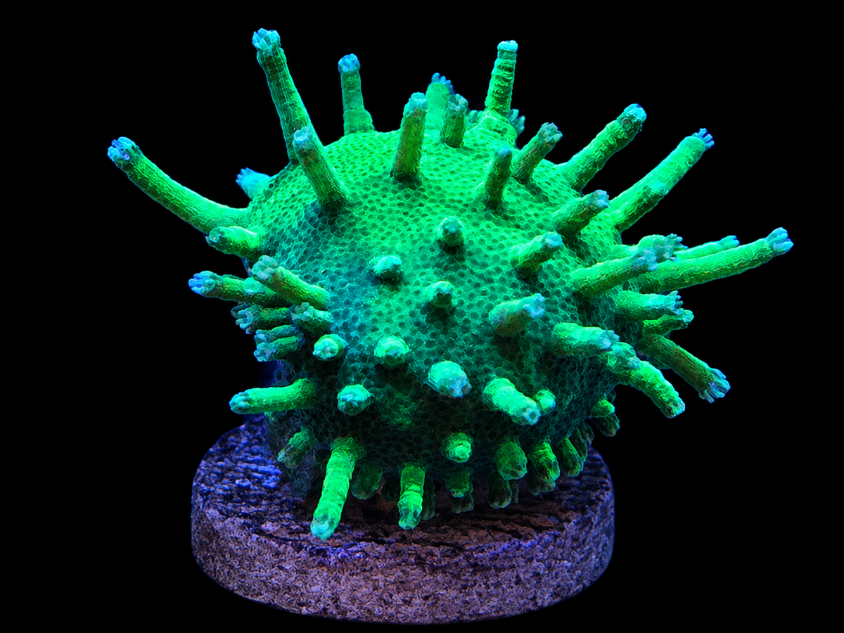 Weeping Willow Toadstool coral with long flowing polyps in a reef tank