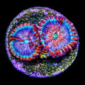 White Zombie Zoanthid