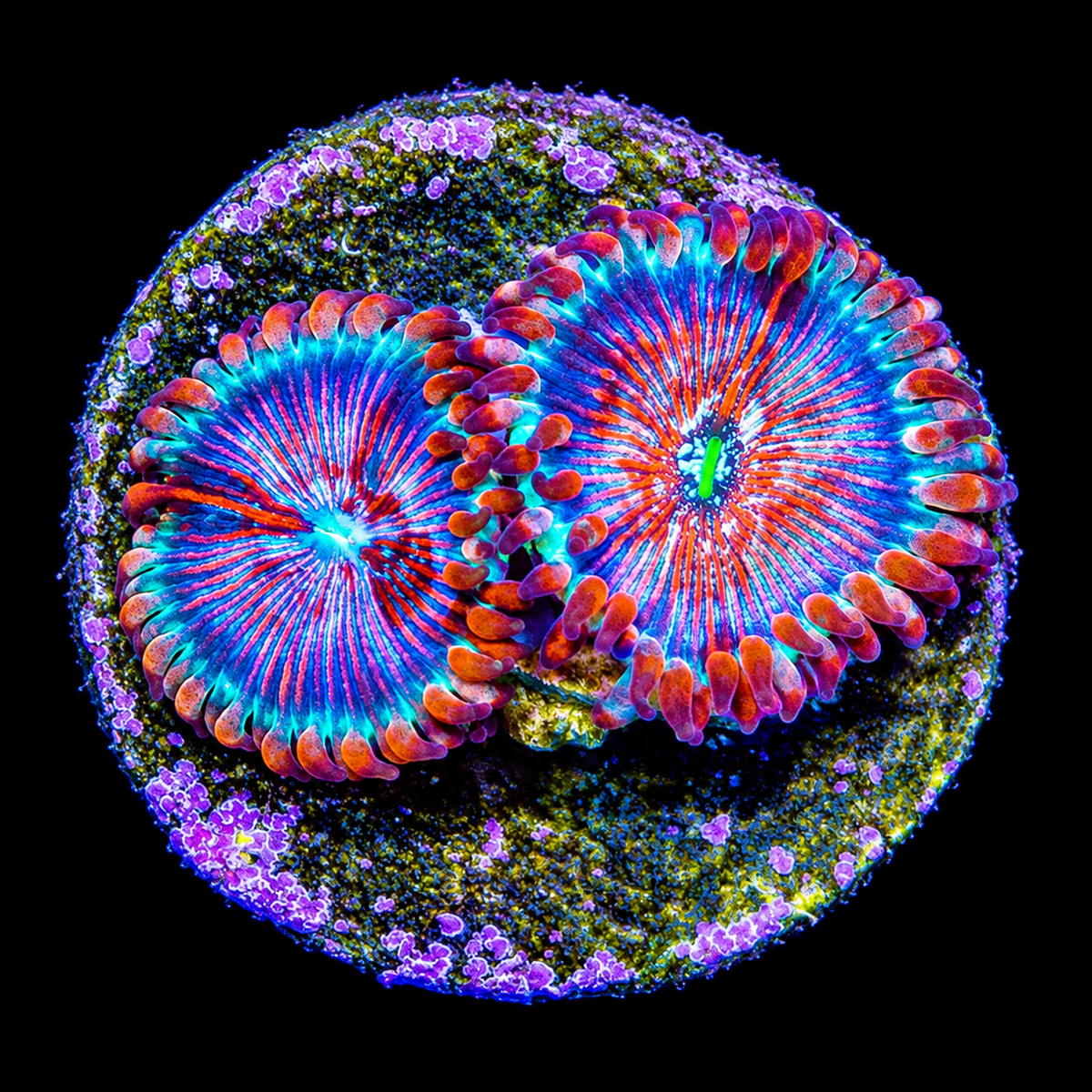 White Zombie Zoanthid