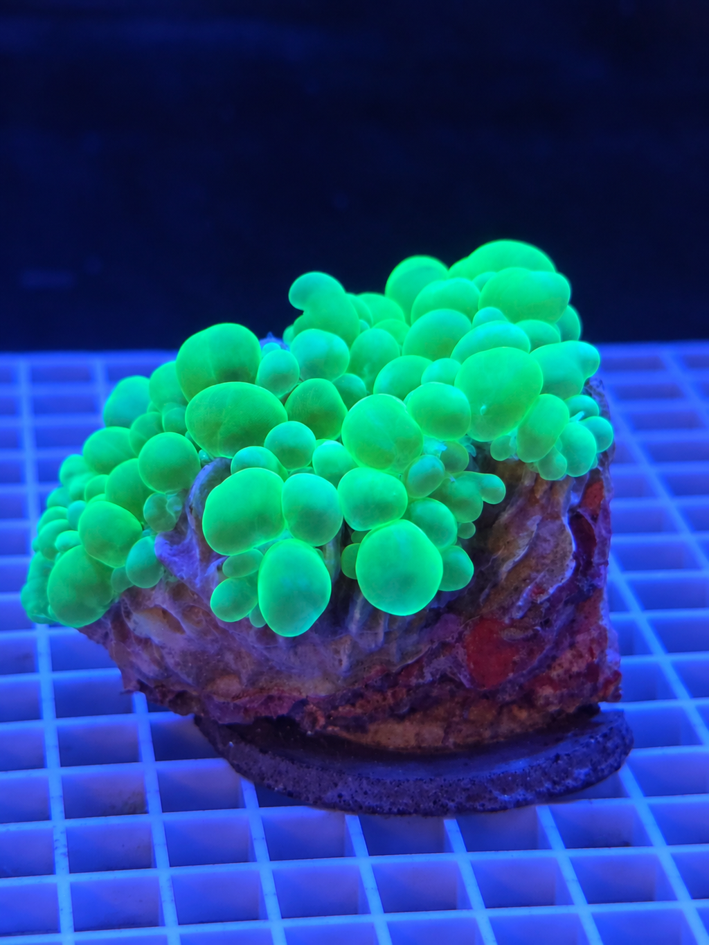 XL Neon Green Bubble Coral Plerogyra sinuosa large fluorescent green LPS coral for saltwater reef aquarium