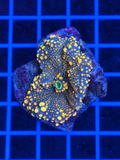 Yellow Yuma Mushroom Coral Ricordea yuma for saltwater reef aquarium