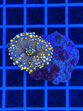 Yellow Yuma Mushroom Coral Ricordea yuma for saltwater reef aquarium