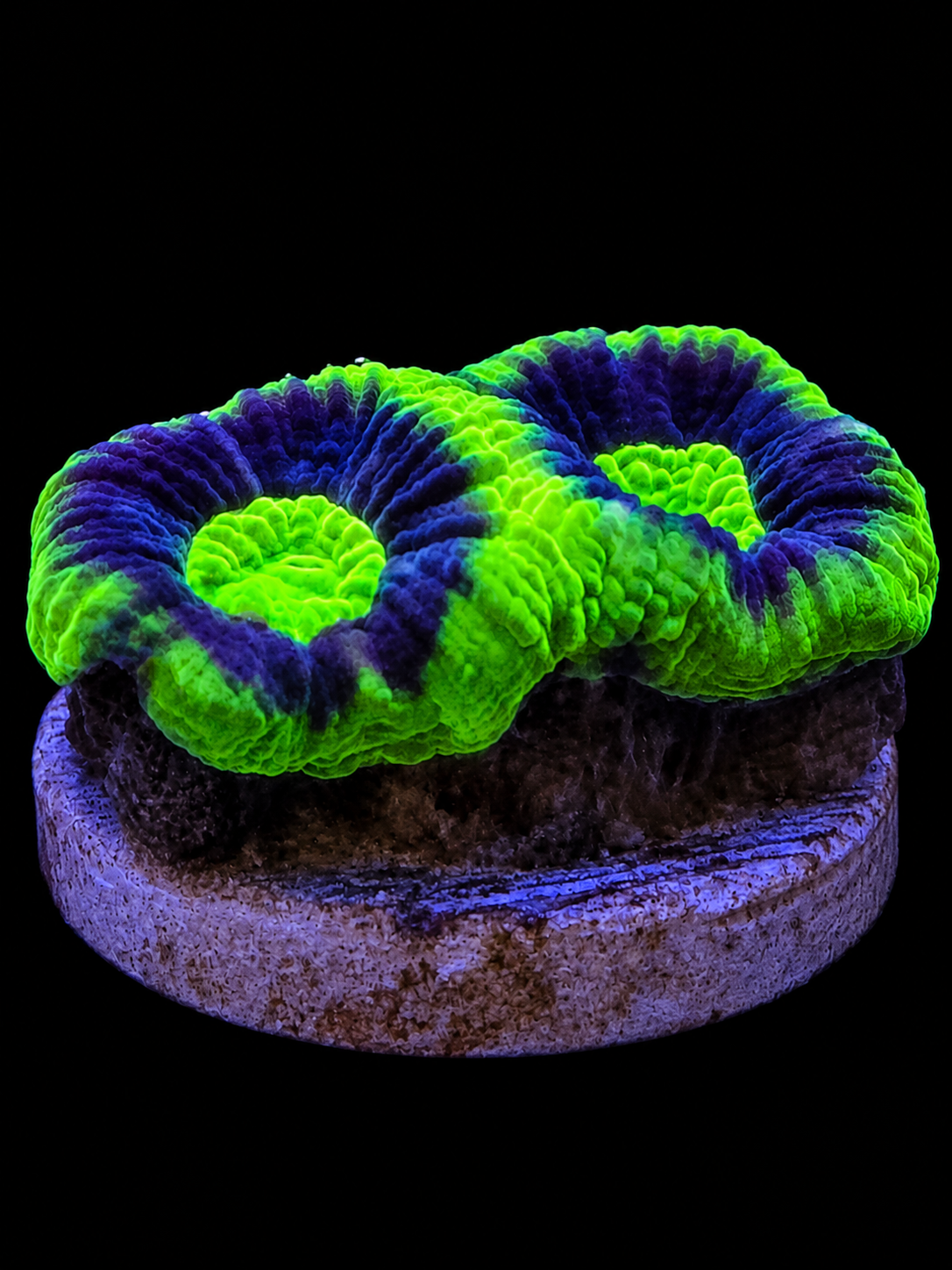 Dragon Soul Favia coral, double head, in a reef aquarium