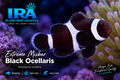 Extreme Misbar Black Ocellaris