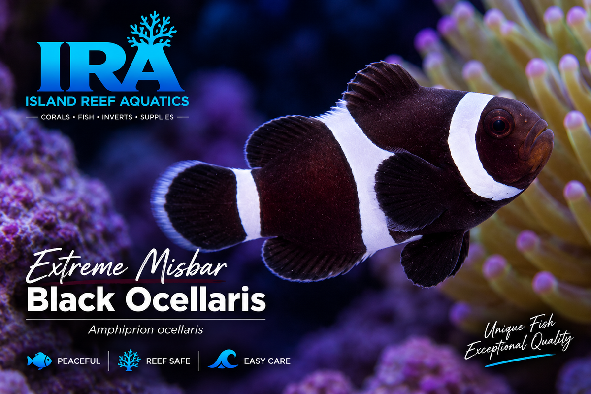 Extreme Misbar Black Ocellaris
