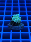Green Bubble Coral (Plerogyra sinuosa) with vibrant green bubble-shaped polyps, WYSIWYG saltwater reef coral from Island Reef Aquatics.
