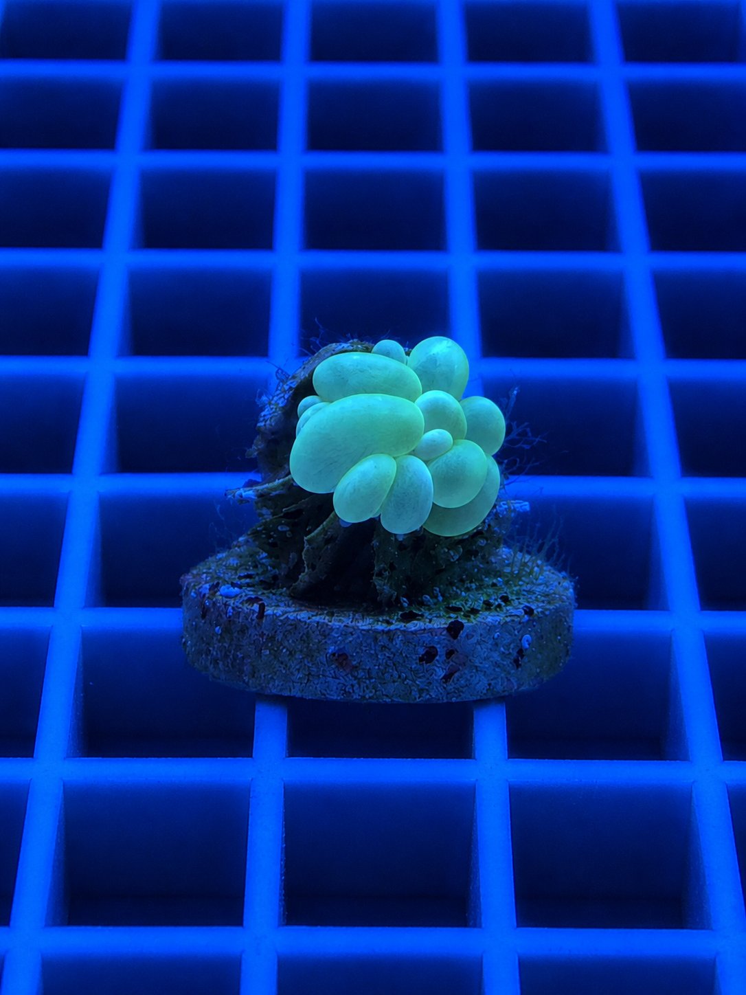 Green Bubble Coral (Plerogyra sinuosa) with vibrant green bubble-shaped polyps, WYSIWYG saltwater reef coral from Island Reef Aquatics.
