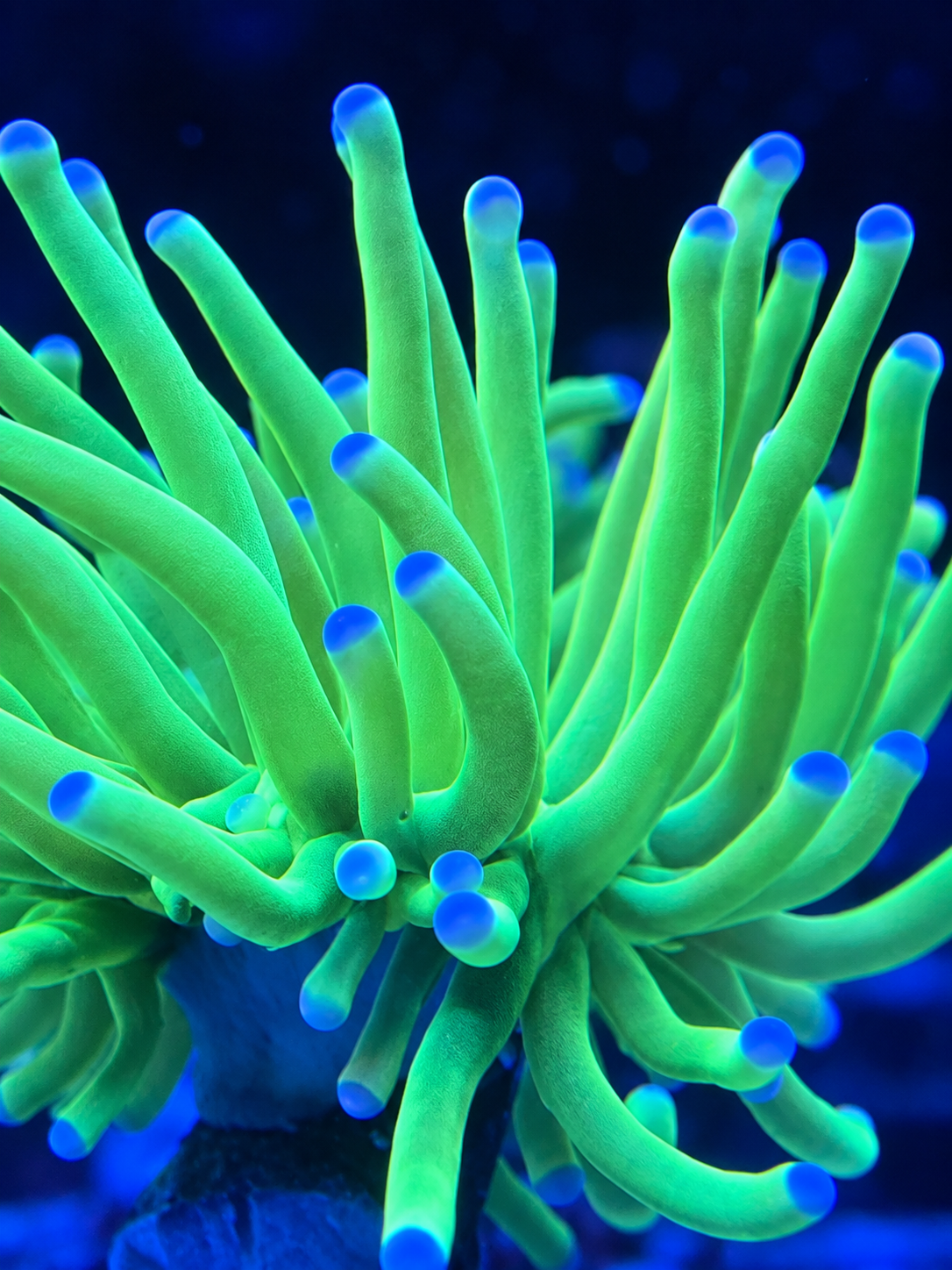 Holy Grail Torch Coral