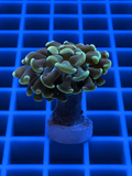 Toxic Green Branching Hammer Coral WYSIWYG Fimbriaphyllia paraancora