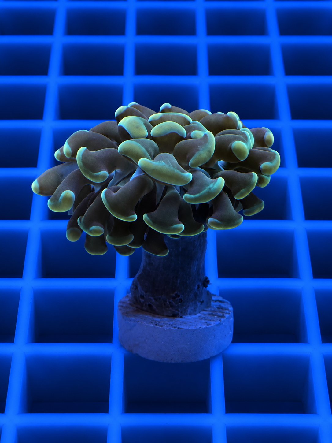 Toxic Green Branching Hammer Coral WYSIWYG Fimbriaphyllia paraancora