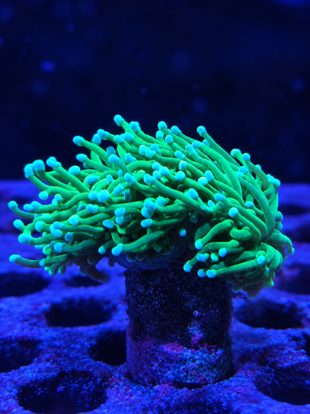 Cotton Candy Torch Coral Euphyllia glabrescens colorful fluorescent LPS coral for saltwater reef aquarium