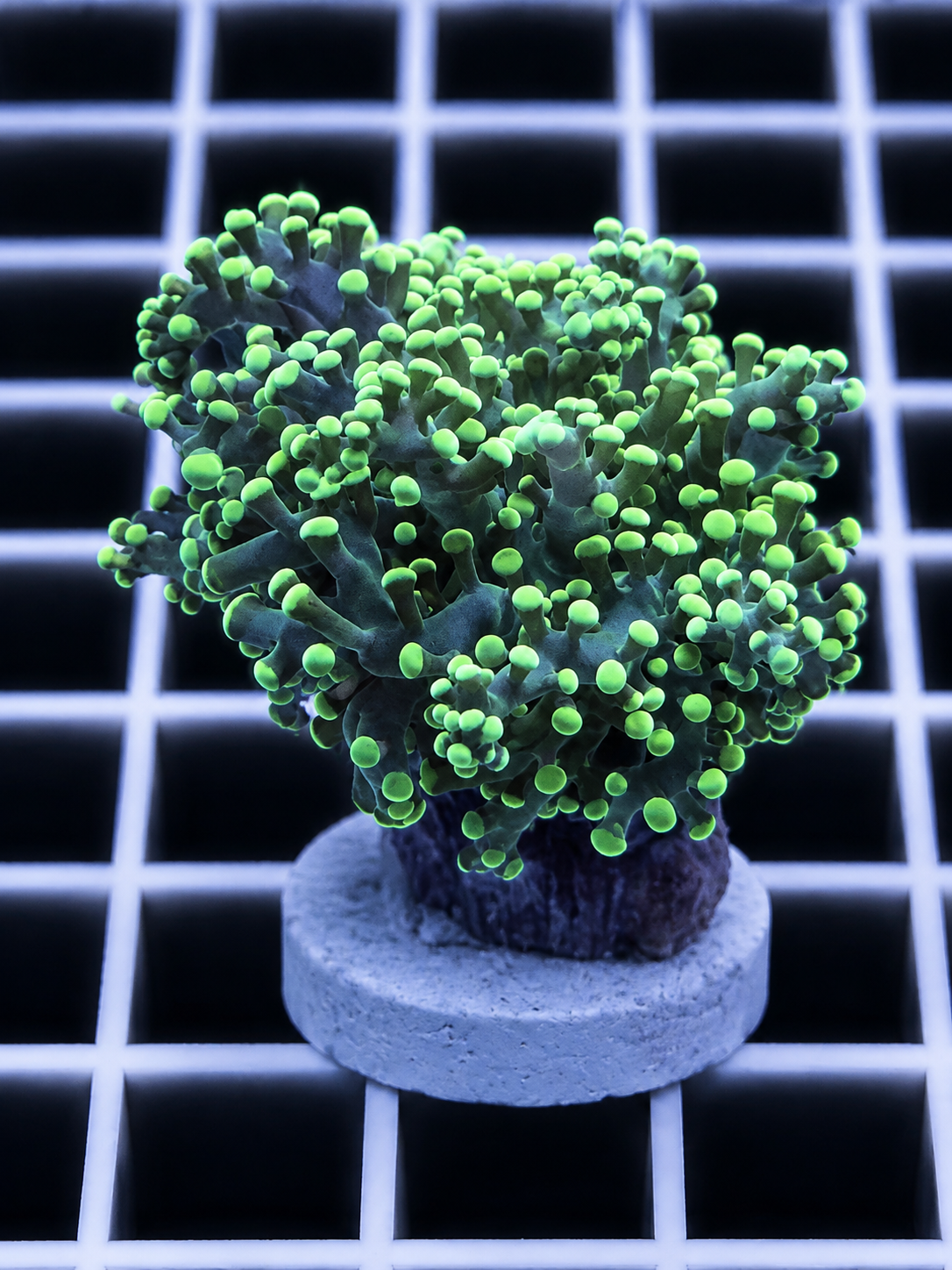 Toxic Green Frogspawn