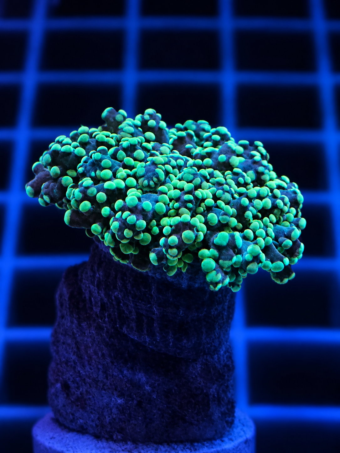Neon Green Octospawn