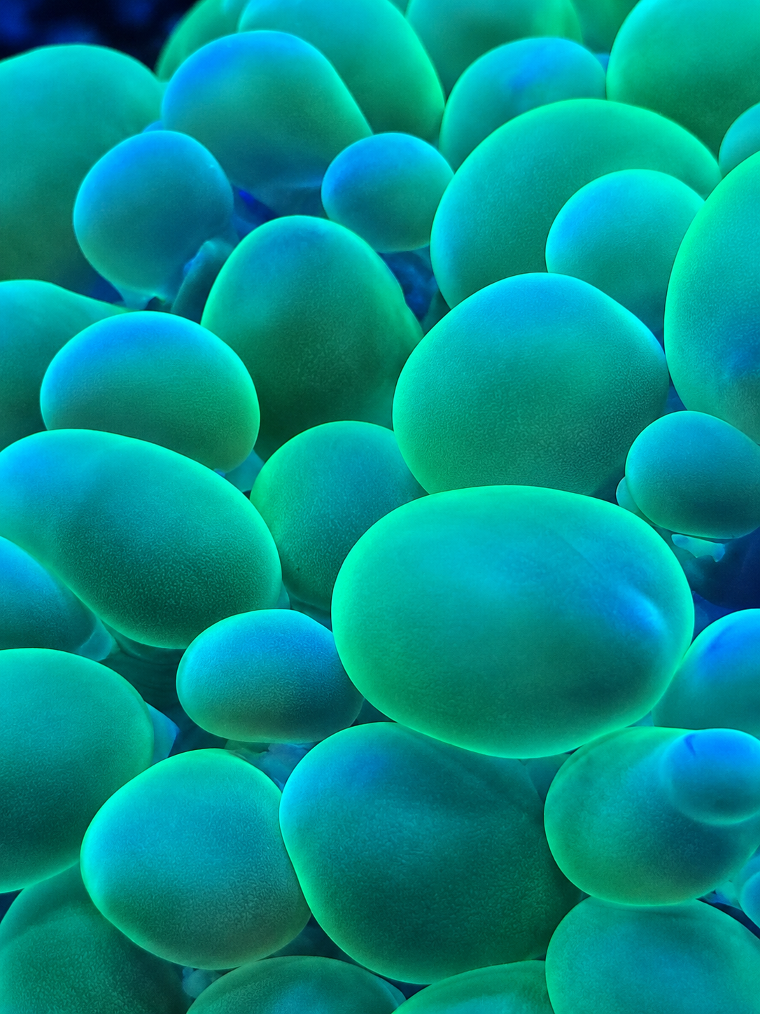 XL Neon Green Bubble Coral Plerogyra sinuosa large fluorescent green LPS coral for saltwater reef aquarium