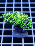 Ultra Neon Green-Tip Hammer