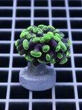 Toxic Splatter Branching Hammer Coral WYSIWYG Fimbriaphyllia paraancora