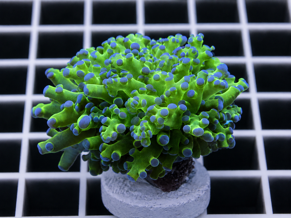 Classic Frogspawn