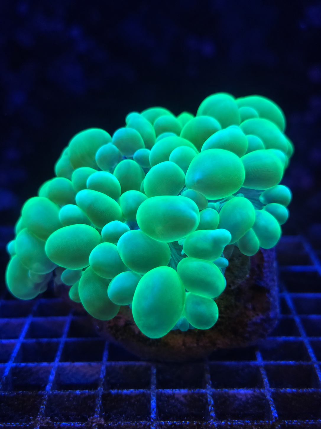 XL Neon Green Bubble Coral Plerogyra sinuosa large fluorescent green LPS coral for saltwater reef aquarium