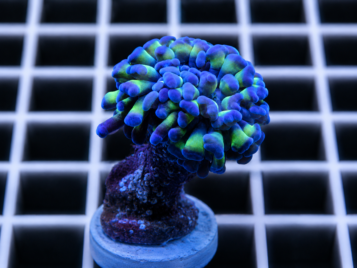 Ultra Hologram Branching Hammer Coral WYSIWYG Fimbriaphyllia paraancora