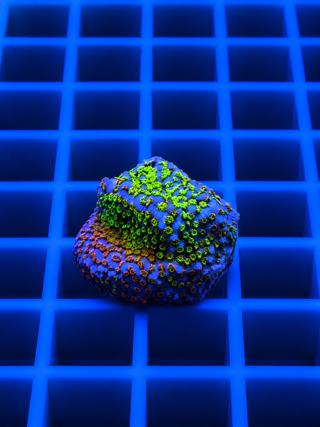 IRA Pokerstar Montipora coral with rainbow polyp coloration in a reef aquarium
